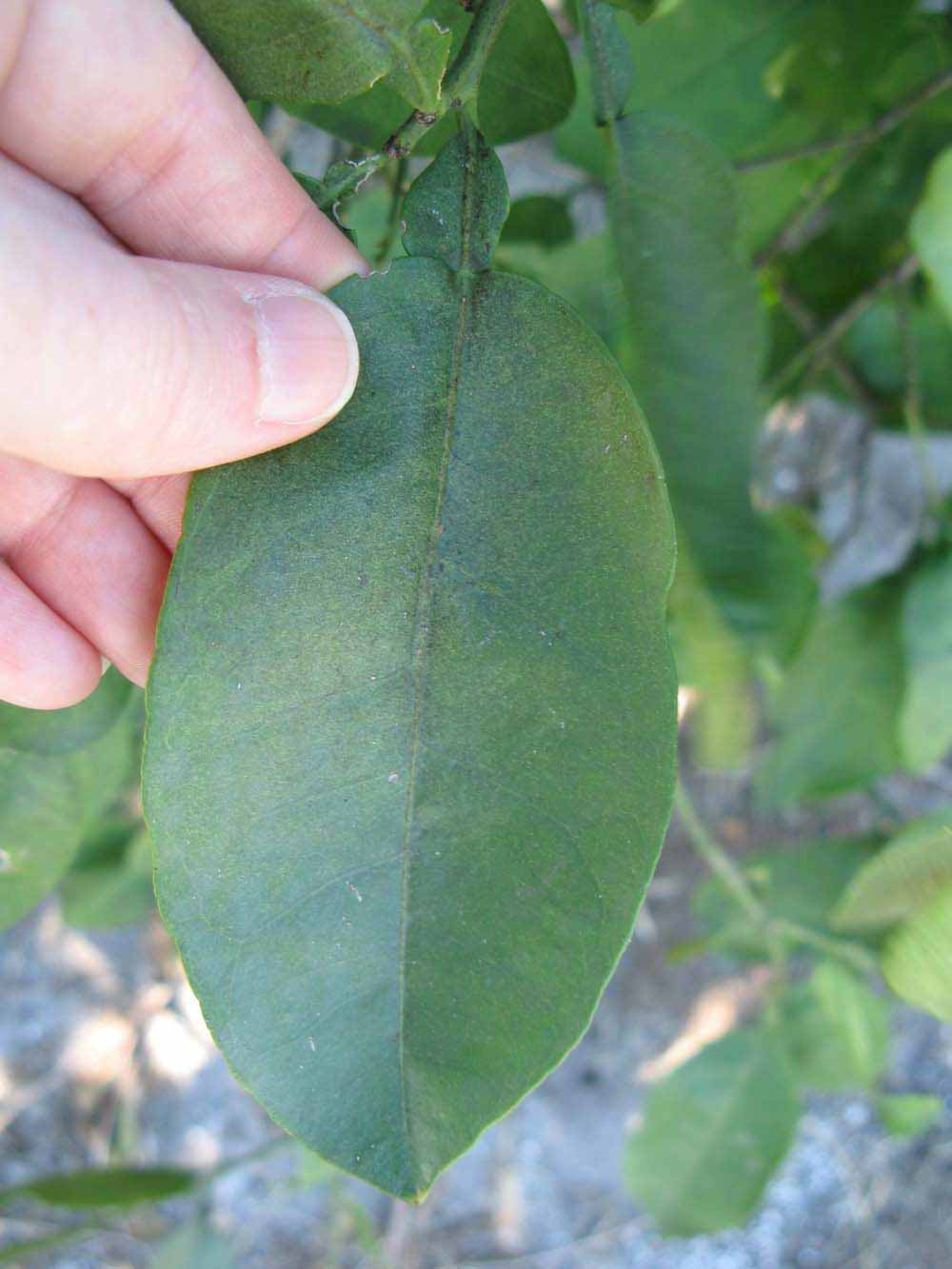              Unifoliolate leaf (Winter Haven, FL)       